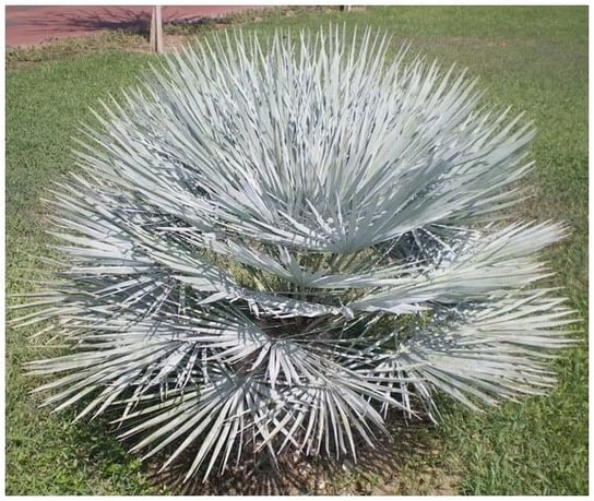 Palma Mrozoodporna Karłatka Niebieska (Chamaerops Humilis Var. Cerifera) DobreNasiona.pl