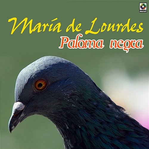 Paloma Negra Maria de Lourdes