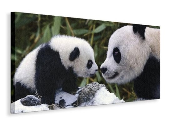 Panda Bear With Cub - obraz na płótnie Pyramid International
