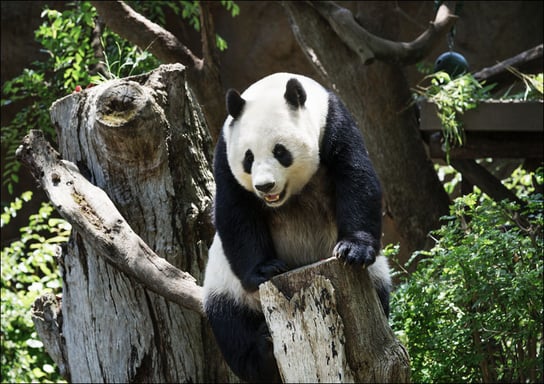 Panda from the San Diego Zoo, Carol Highsmith - plakat 42x29,7 cm Galeria Plakatu