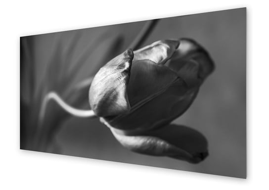 Panel kuchenny HOMEPRINT Czarno-biały kwiat tulipanu 100x50 cm HOMEPRINT