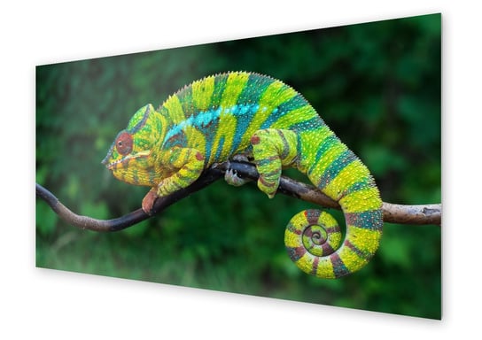 Panel kuchenny HOMEPRINT Kameleon na zielonym tle 140x70 cm HOMEPRINT
