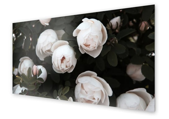 Panel kuchenny HOMEPRINT Krzak z białymi różami 125x50 cm HOMEPRINT