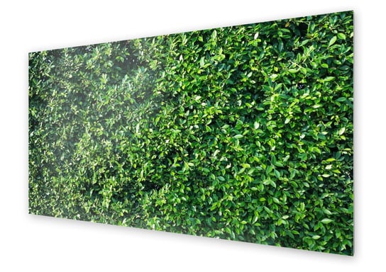 Panel kuchenny HOMEPRINT Ściana drzewa figowego 140x70 cm HOMEPRINT