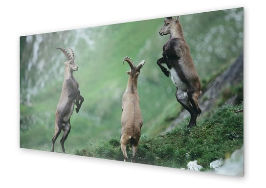 Panel kuchenny HOMEPRINT Zwierzęta górskie 100x50 cm HOMEPRINT