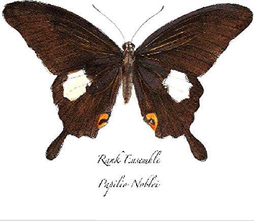Papilio Noblei Various Artists