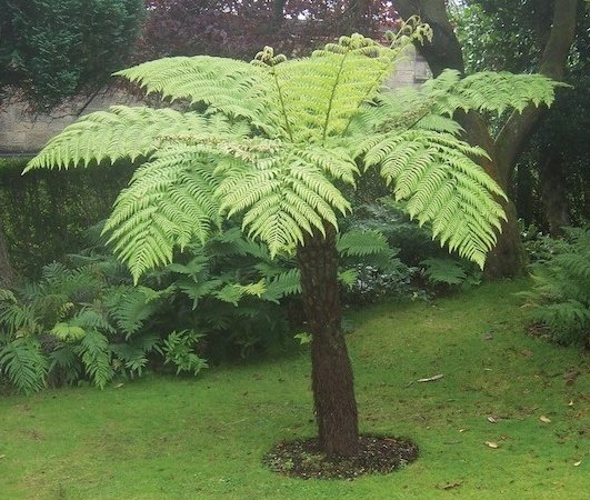 Paproć Drzewiasta do domu i na taras (Cyathea Cooperi) 20 zarodników DobreNasiona.pl