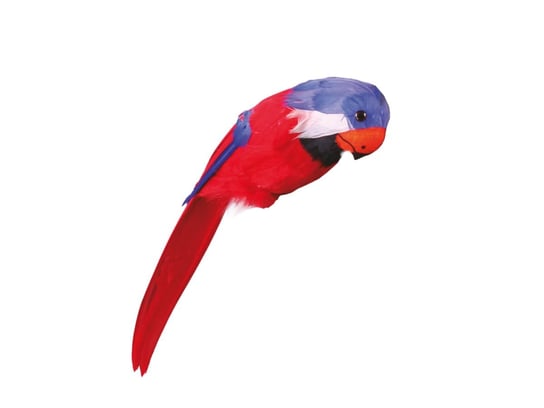 Papuga - 40 cm - 1 szt. Guirca