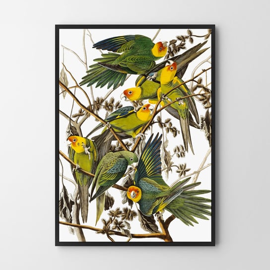 Papugi w kwiatach 40x50cm Hog Studio