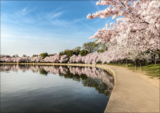 Path along the Potomac River Tidal Basin during Washington’s spring Cherry Blossom Festival., Carol Highsmith - plakat 100x70 cm Galeria Plakatu