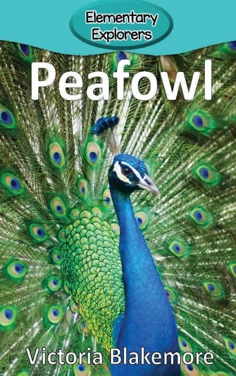 Peafowl Blakemore Victoria
