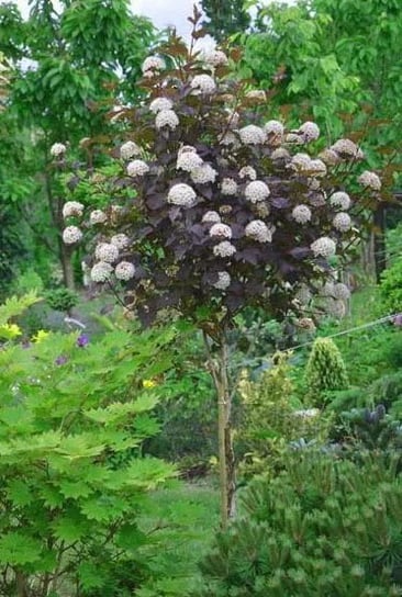 P CHERZNICA Czerwona Na Pniu Sadzonki 130 150 Cm Gospodarstwo p-cherznica-czerwona-na-pniu-sadzonki-130-150-cm-gospodarstwo