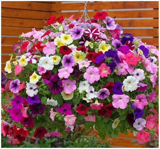 PETUNIA ZWISAJĄCA PETUNIA HYBRYDA MIX KOLORÓW NA BALKON - NASIONA 500 sztuk DobreNasiona.pl