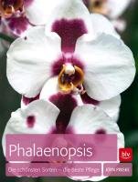 Phalaenopsis Pinske Jorn