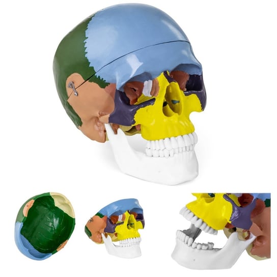 Physa, Model anatomiczny czaszki człowieka kolorowa w skali 1:1 + Zęby 3 szt. Physa