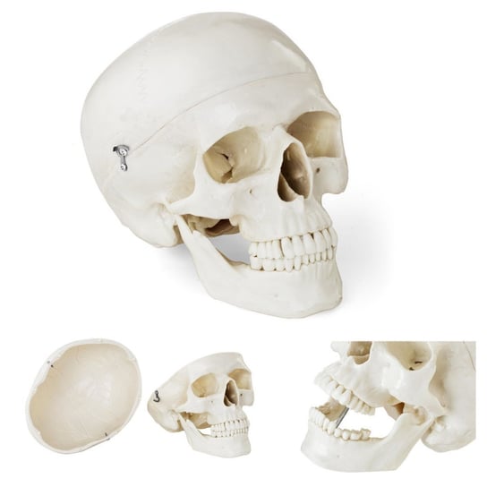 Physa, Model anatomiczny ludzkiej czaszki w skali 1:1 + Zęby 3 szt. Physa
