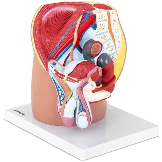 Physa, Model anatomiczny miednicy męskiej 3D w skali 1:1 Physa
