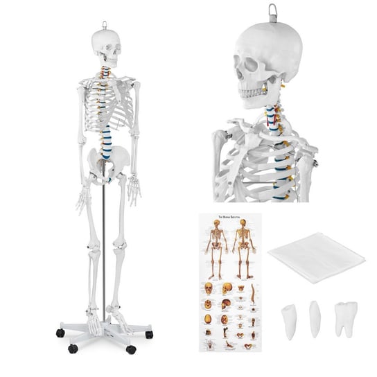 Physa, Model anatomiczny szkieletu człowieka 176 cm + Plakat anatomiczny Physa