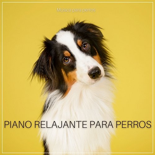 Piano relajante para perros Música para perros