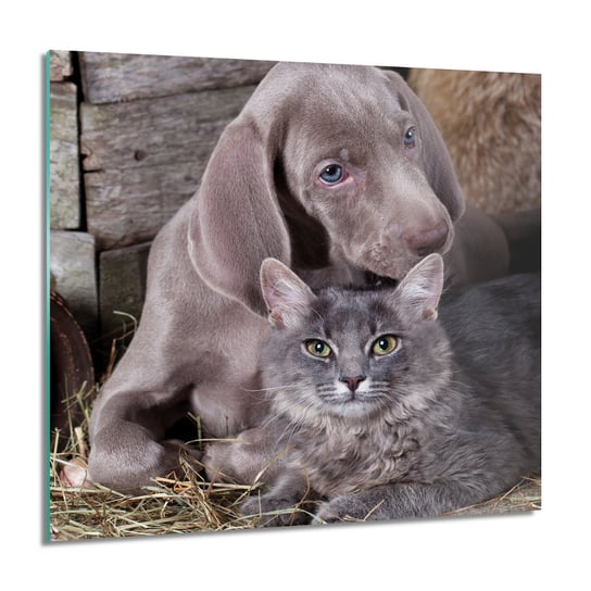 Pies i kot miłość foto-obraz obraz szklany, 60x60 cm ArtPrintCave