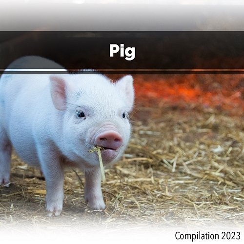 Pig Compilation 2023 John Toso, Mauro Rawn, Benny Montaquila Dj