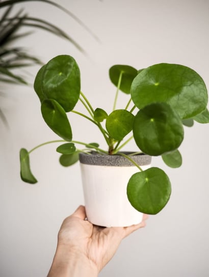 Pilea Peperomioides , PIENIĄŻEK  H25 / P13 DIXIE STORE