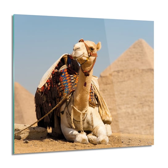 Piramida wielbłąd obraz na szkle na ścianę, 60x60 cm ArtPrintCave