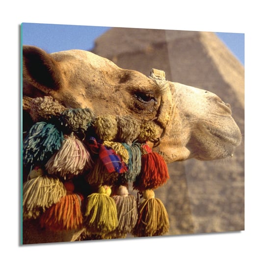 Piramida wielbłąd obraz na szkle ścienny, 60x60 cm ArtPrintCave