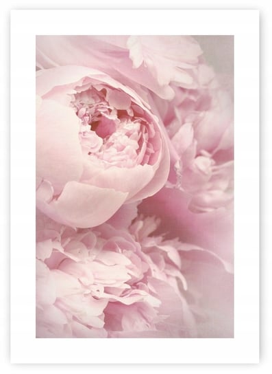 PIWONIE PEONIE KWIATY plakat B1 100x70cm #120 KMB PRESS