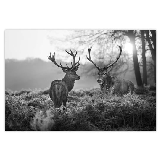 Plakat 120x80 Czarno-białe jelenie ZeSmakiem