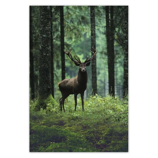 Plakat 125x185 Jeleń w lesie ZeSmakiem