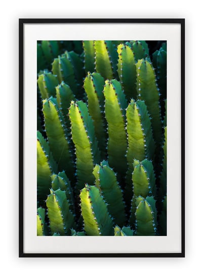 Plakat 13x18 cm Kaktus Natura Zieleń WZORY Printonia