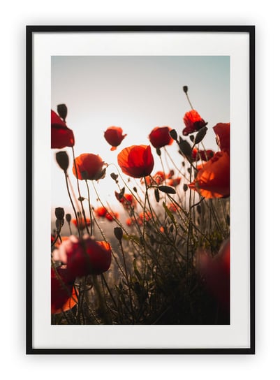 Plakat 13x18 cm Maki Wiosna Rośliny Kwiaty WZORY Printonia