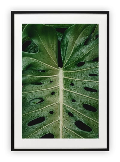 Plakat 13x18 cm Monstera Roślinność Zieleń WZORY Printonia