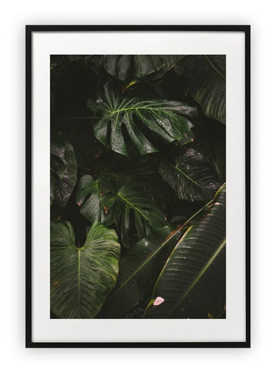 Plakat 13x18 cm Roślina Monstera Natura WZORY Printonia