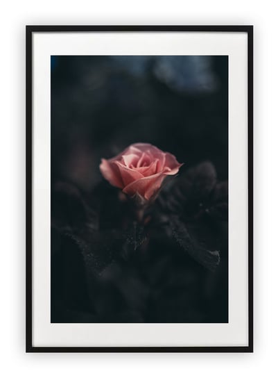 Plakat 13x18 cm Róża kwiat WZORY Printonia