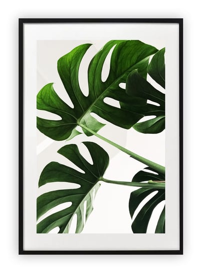 Plakat 15x21 cm Monstera Roślina Moda WZORY Printonia