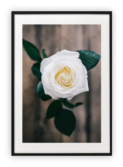 Plakat 15x21 cm Roża Biel Roślina Kwiat WZORY Printonia