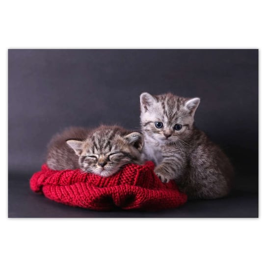 Plakat 185x125 Dwa słodkie kotki ZeSmakiem