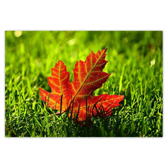Plakat 185x125 Jesienny liść na trawce ZeSmakiem