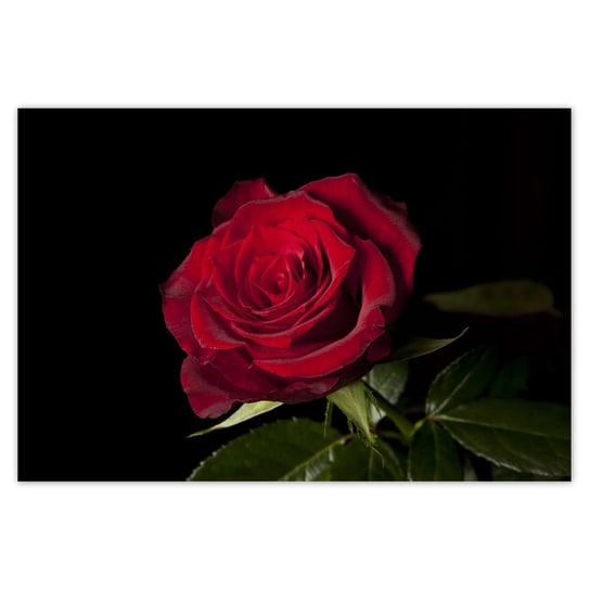 Plakat 185x125 Śliczna róża ZeSmakiem