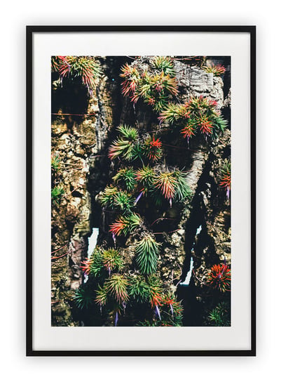 Plakat 18x24 cm Kaktus Natura Zieleń Ogród WZORY Printonia