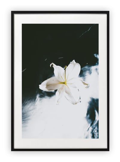 Plakat 18x24 cm Roślina Biel Kwiat  WZORY Printonia