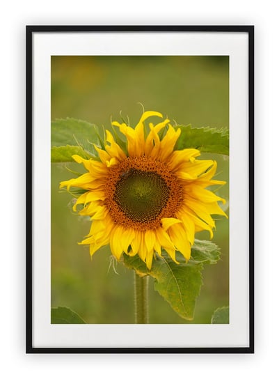 Plakat 18x24 cm Słonecznik Wiosna Kwiaty WZORY Printonia