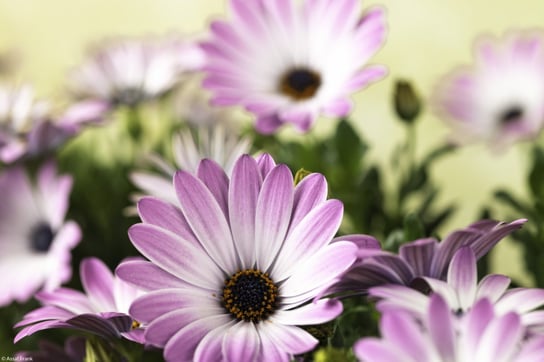 Plakat 30x20cm Kwiaty Osteospermum, Assaf Frank Zakito Posters