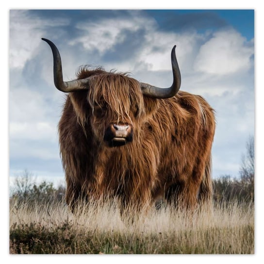 Plakat 30x30 Krowa szkocka wyżynna ZeSmakiem