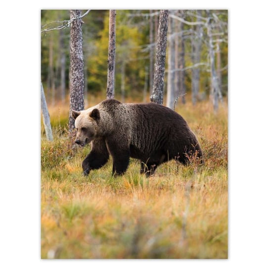 Plakat 30x40 Niedźwiedź w lesie ZeSmakiem