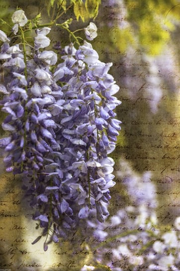 Plakat 30x45cm Kolorowa Wisteria na wiosnę 2, Assa Inna marka