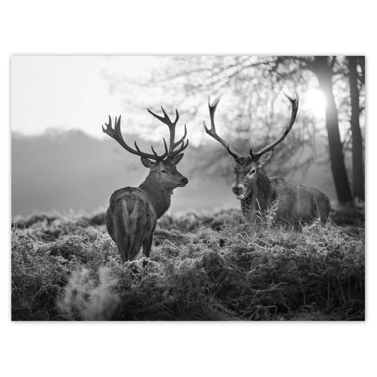 Plakat 40x30 Czarno-białe jelenie ZeSmakiem