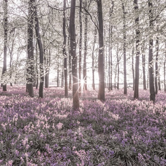 Plakat 40x40cm Las Bluebell wiosną o zachodzie sło Inna marka